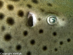 Leopard shark eye detail - it swam less than a foot from ... by Bill Van Eyk 